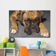 Box Dog