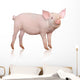 Pig Wall Decal