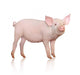 Pig Wall Decal