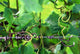 Vineyard Wall Mural