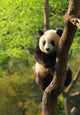 Cute Panda Cub Wall Mural