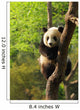 Cute Panda Cub Wall Mural
