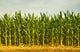 Cornfield Wall Mural