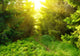 Green forest with sun ray Wall Mural