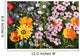 Colourful flowers Wall Mural