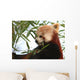Tte Panda