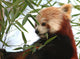 Tte Panda