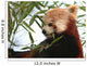 Tte Panda