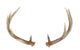 Rear View of Whitetail Deer Antlers Wall Decal