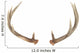 Rear View of Whitetail Deer Antlers Wall Decal