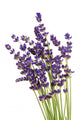 Lavender Wall Decal