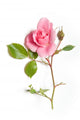 Flower Decals - Pink rose Wall Decal