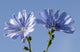 blue flower Wall Mural