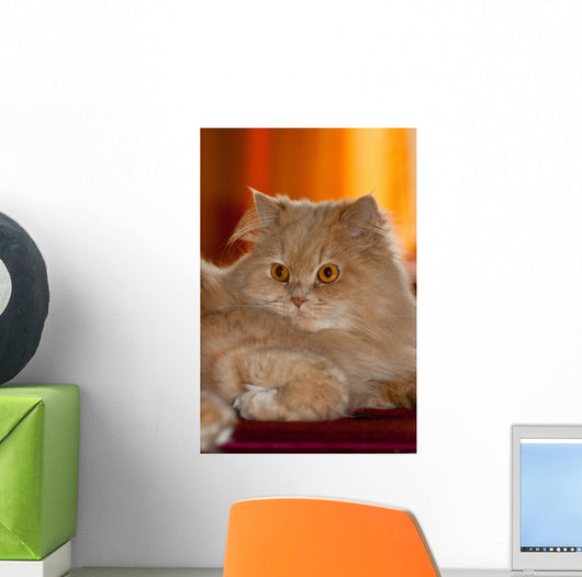 Gatto