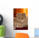 Gatto