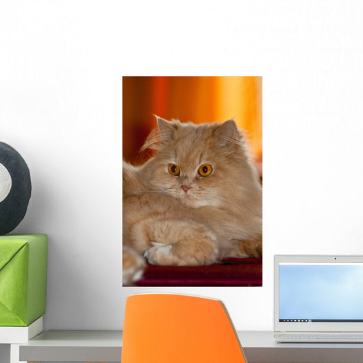 Gatto