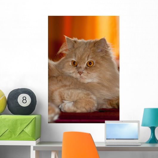 Gatto