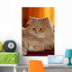 Gatto