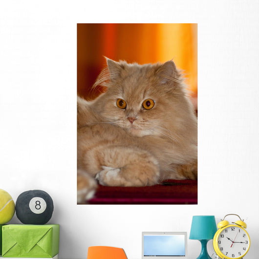 Gatto