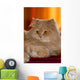 Gatto