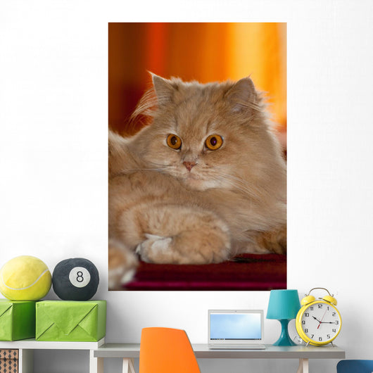 Gatto