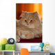 Gatto