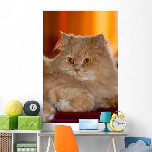 Gatto