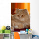 Gatto