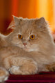 Gatto