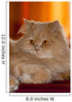 Gatto
