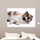 Cat White Wall Mural