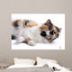 Cat White Wall Mural