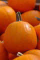 Pumpkins Wall Mural