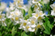 Jasmin - jasmine 35 Wall Mural