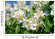 Jasmin - jasmine 35 Wall Mural