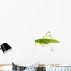 Katydid Wall Decal