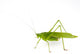Katydid Wall Decal