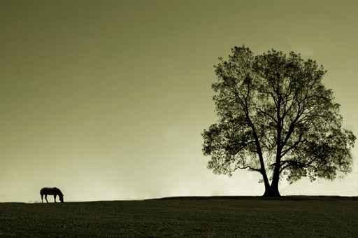 Lonely Horse and It's Wall Decal