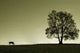 Lonely Horse and It's Wall Decal
