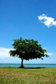Bay Cape Solitude Wall Decal