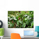 Coffee plantation, coffee plantation Wall Mural