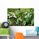 Coffee plantation, coffee plantation Wall Mural