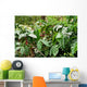 Coffee plantation, coffee plantation Wall Mural