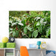 Coffee plantation, coffee plantation Wall Mural
