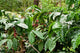 Coffee plantation, coffee plantation Wall Mural