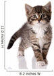 Little Kitten