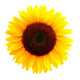Sunflower Wall Decal