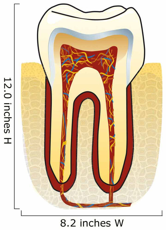 dente Wall Decal