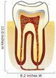 dente Wall Decal