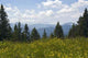 Zugspitzblick Early Summer Wall Decal